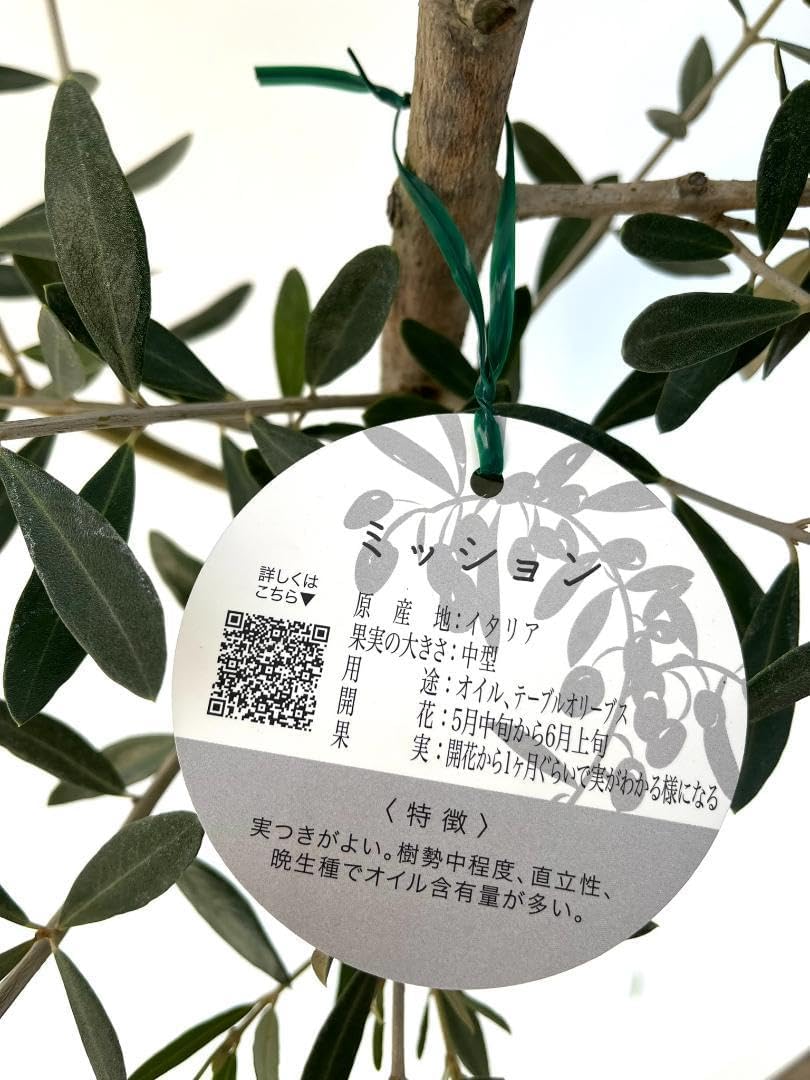 オリーブの木　ネバディロブランコ　7号　約100cm　NO.517　人気品種 オリーブの木 ネバディロブランコ 7号 約100cm NO.517 人気品種